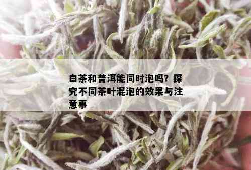 白茶和普洱能同时泡吗？探究不同茶叶混泡的效果与注意事