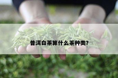 普洱白茶算什么茶种类？