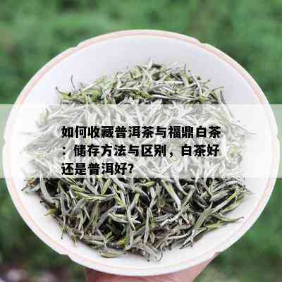 如何收藏普洱茶与福鼎白茶：储存方法与区别，白茶好还是普洱好？