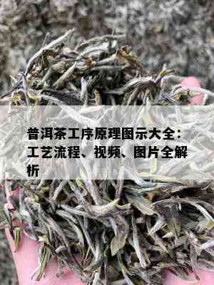 普洱茶工序原理图示大全：工艺流程、视频、图片全解析