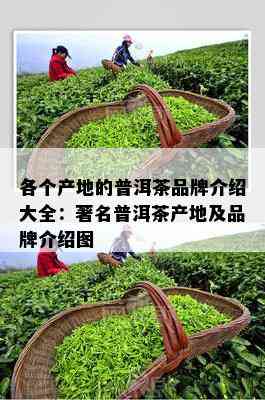 各个产地的普洱茶品牌介绍大全：著名普洱茶产地及品牌介绍图