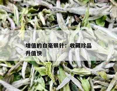 增值的白毫银针：收藏珍品升值快