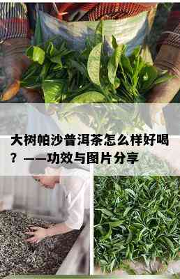 大树帕沙普洱茶怎么样好喝？——功效与图片分享