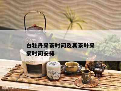 白牡丹采茶时间及其茶叶采摘时间安排