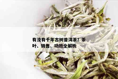 有没有千年古树普洱茶？茶叶、销售、功效全解析