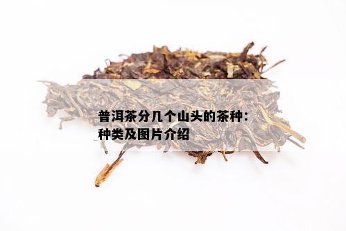 普洱茶分几个山头的茶种：种类及图片介绍