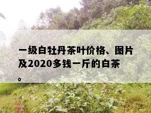 一级白牡丹茶叶价格、图片及2020多钱一斤的白茶。