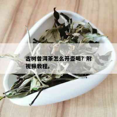 古树普洱茶怎么开壶喝？附视频教程。