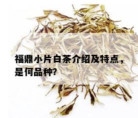 福鼎小片白茶介绍及特点，是何品种？