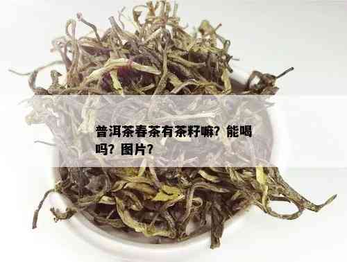 普洱茶春茶有茶籽嘛？能喝吗？图片？