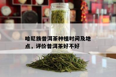 哈尼族普洱茶种植时间及地点，评价普洱茶好不好