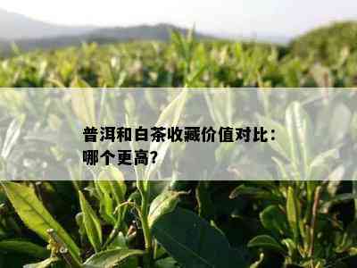 普洱和白茶收藏价值对比：哪个更高？