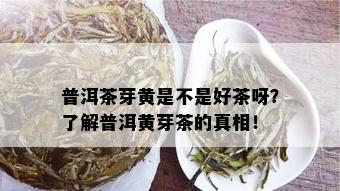 普洱茶芽黄是不是好茶呀？了解普洱黄芽茶的真相！