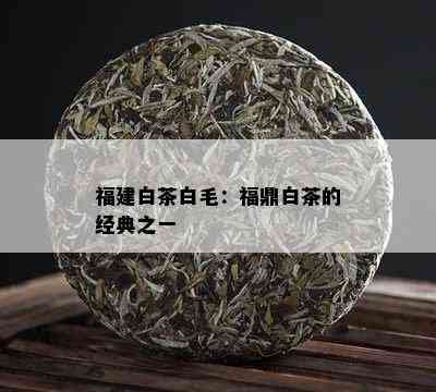 福建白茶白毛：福鼎白茶的经典之一