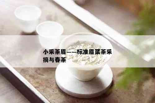 小采茶眉——标准眉菜茶采摘与春茶