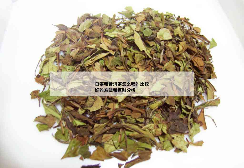 白茶和普洱茶怎么喝？比较好的方法和区别分析