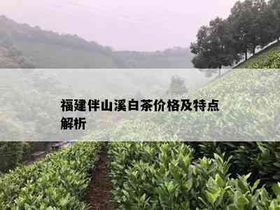 福建伴山溪白茶价格及特点解析