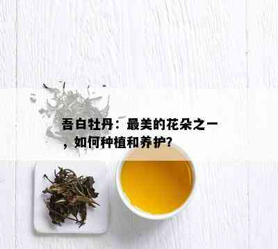 吾白牡丹：最美的花朵之一，如何种植和养护？