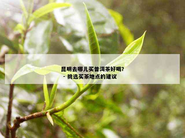 昆明去哪儿买普洱茶好喝？ - 挑选买茶地点的建议