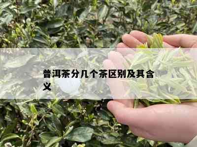 普洱茶分几个茶区别及其含义