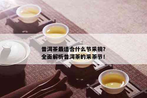 普洱茶最适合什么节采摘？全面解析普洱茶的采茶节！