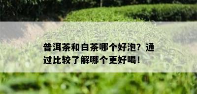 普洱茶和白茶哪个好泡？通过比较了解哪个更好喝！