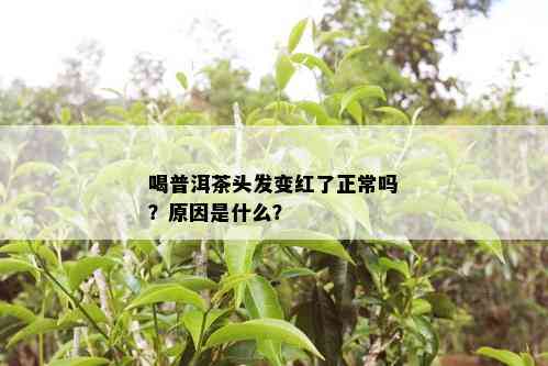 喝普洱茶头发变红了正常吗？原因是什么？