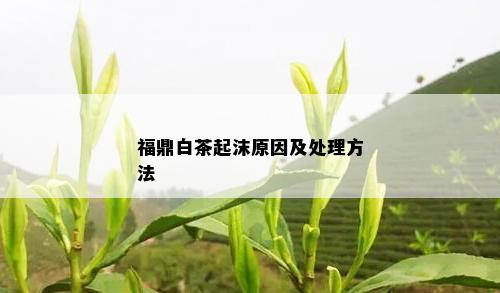 福鼎白茶起沫原因及处理方法