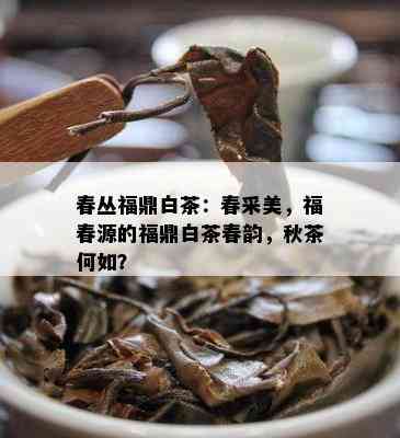 春丛福鼎白茶：春采美，福春源的福鼎白茶春韵，秋茶何如？