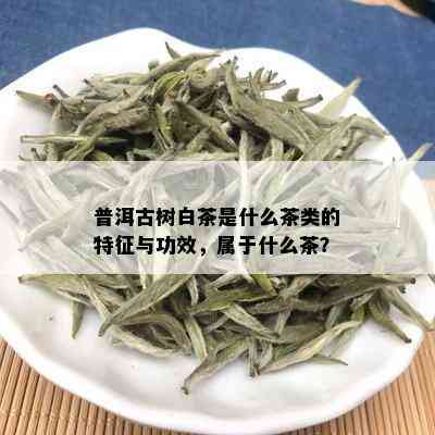 普洱古树白茶是什么茶类的特征与功效，属于什么茶？