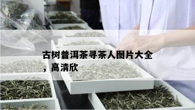 古树普洱茶寻茶人图片大全，高清欣