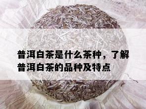 普洱白茶是什么茶种，了解普洱白茶的品种及特点