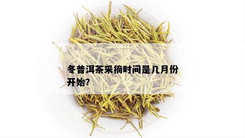 冬普洱茶采摘时间是几月份开始？