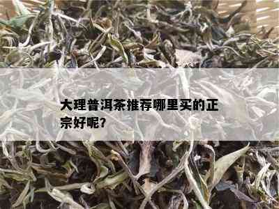 大理普洱茶推荐哪里买的正宗好呢？