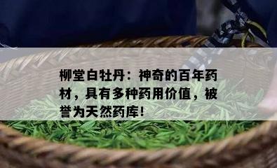 柳堂白牡丹：神奇的百年材，具有多种用价值，被誉为天然库！