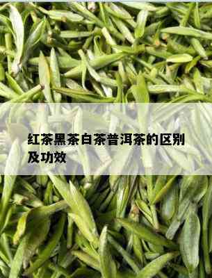 红茶黑茶白茶普洱茶的区别及功效