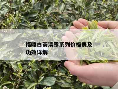 福鼎白茶清露系列价格表及功效详解