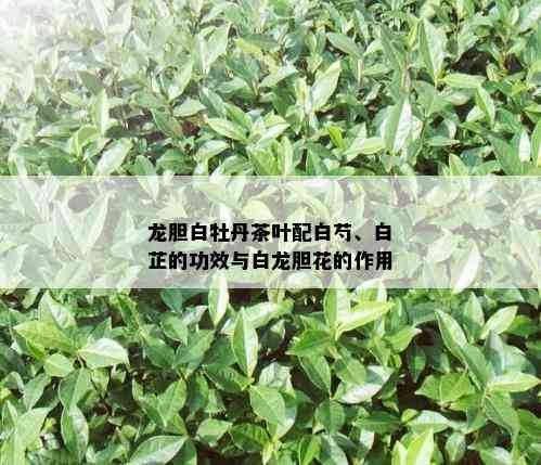 龙胆白牡丹茶叶配白芍、白芷的功效与白龙胆花的作用