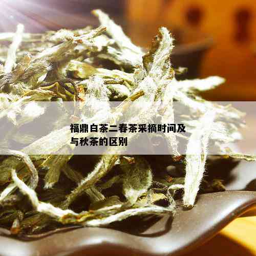 福鼎白茶二春茶采摘时间及与秋茶的区别