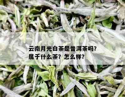 云南月光白茶是普洱茶吗？属于什么茶？怎么样？