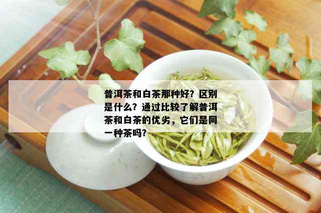 普洱茶和白茶那种好？区别是什么？通过比较了解普洱茶和白茶的优劣，它们是同一种茶吗？