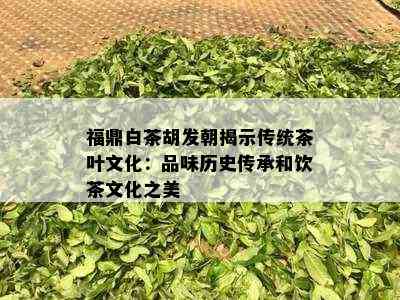 福鼎白茶胡发朝揭示传统茶叶文化：品味历史传承和饮茶文化之美