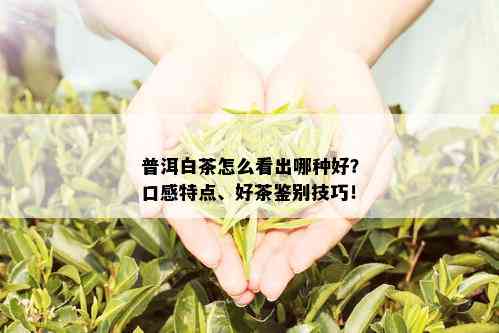 普洱白茶怎么看出哪种好？口感特点、好茶鉴别技巧！