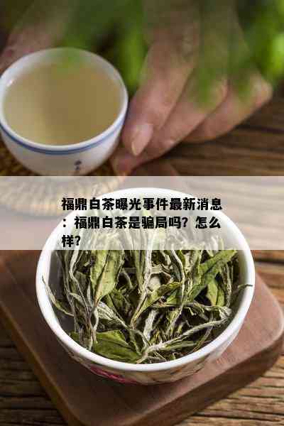 福鼎白茶曝光事件最新消息：福鼎白茶是骗局吗？怎么样？