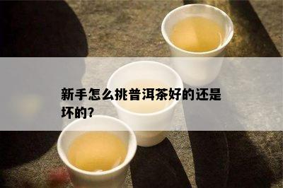 新手怎么挑普洱茶好的还是坏的？