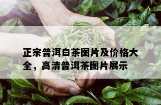 正宗普洱白茶图片及价格大全，高清普洱茶图片展示