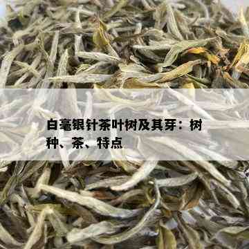 白毫银针茶叶树及其芽：树种、茶、特点