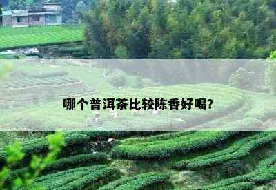 哪个普洱茶比较陈香好喝？