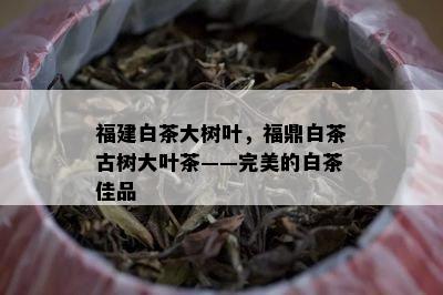 福建白茶大树叶，福鼎白茶古树大叶茶——完美的白茶佳品