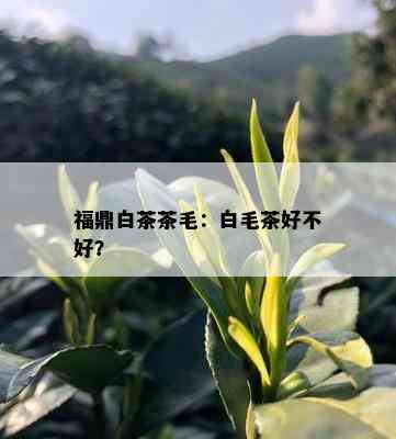 福鼎白茶茶毛：白毛茶好不好？